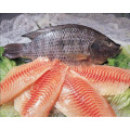 Качество замороженная черная тилапия Fish Wr Tilapia Sale